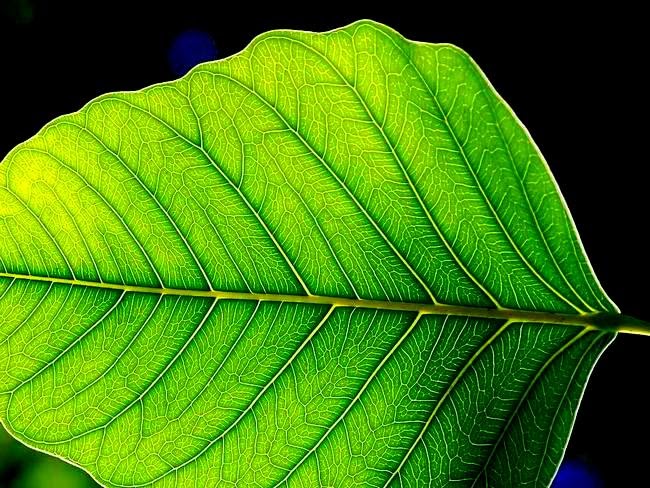 Pengertian Fotosintesis Adalah Arti, Proses, Tahapan dan Faktor Yang