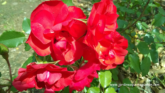 Rosal floribunda flor roja