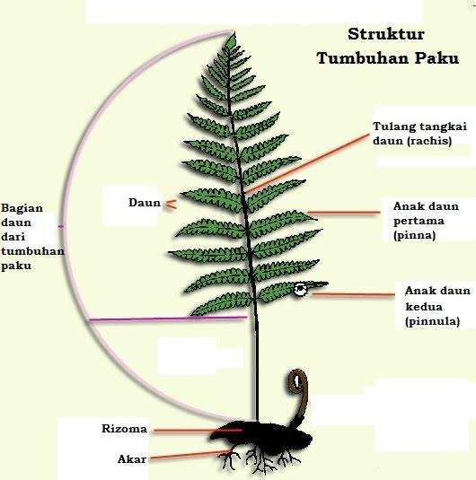 Pteridophyta Biology