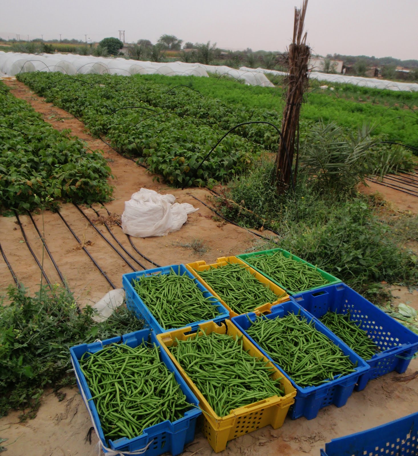 Natures World Of Wonder Desert Broom Sisyndite Spartea