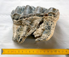 molar de mastodonte molar de mastodonte