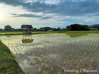 Sala between the rice fields in Pua, North Thailand Traveling in Thailand