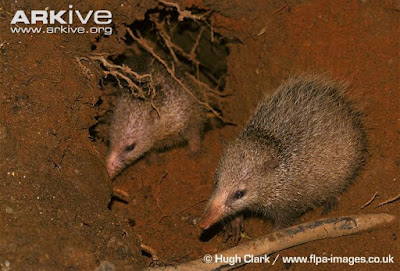 Tailess Tenrec