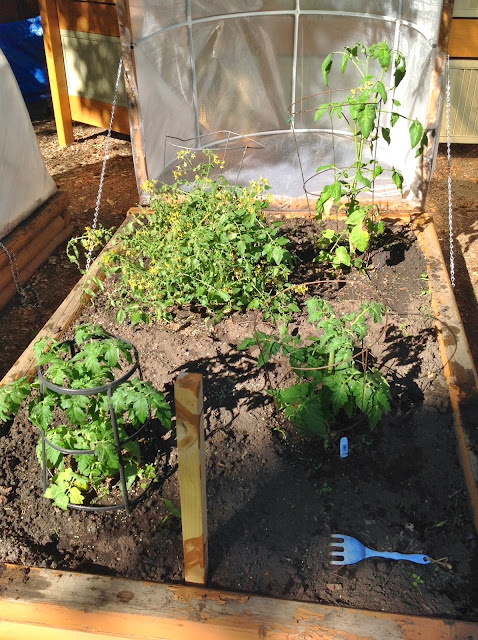 Here is a clever idea for budget-friendly DIY raised garden greenhouses to extend the growing season when you live in a Zone 3 plant hardiness zone.