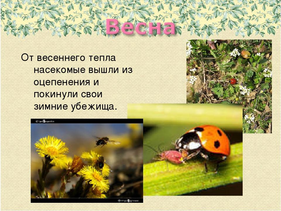 Жизнь насекомых весной. Насекомые весной. Насекомые весной изменения. Просыпаются насекомые. Ранние насекомые.