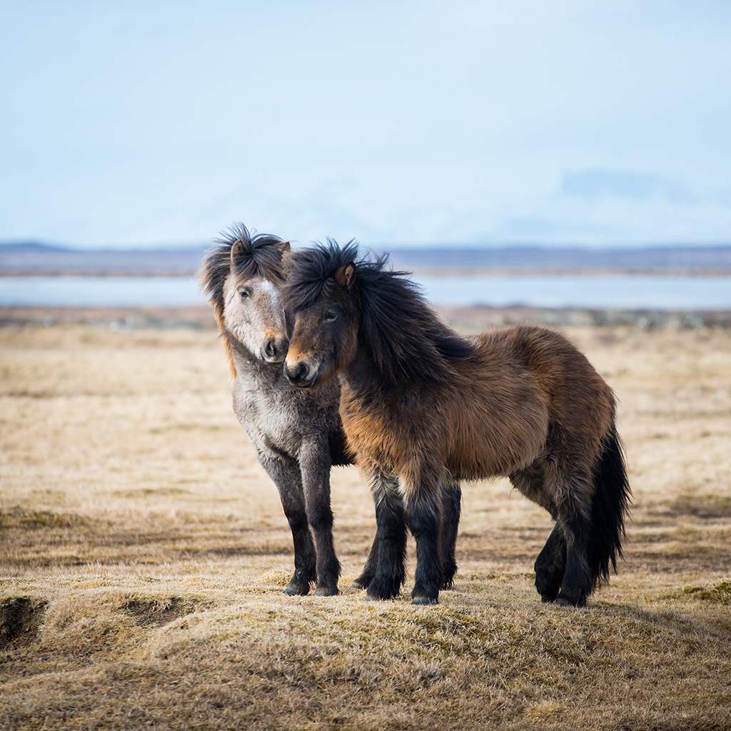 El Descanso del Escriba El caballo islandés (Íslenski Hesturinn)