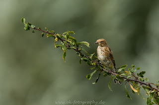 Naturfotografie Tierfotografie Lippeauen Bluthänfling