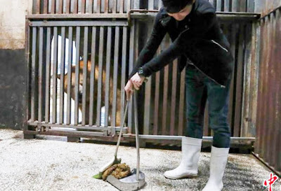 Visitatori di zoo in Cina pagano per pulire le feci dell’orso polare