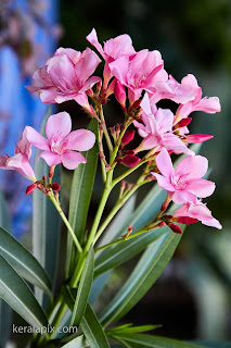 Pink Nerium oleander in our home garden