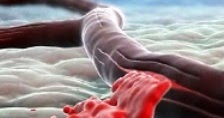 Постгеморрагическая анемия анализ крови показатели thumbnail