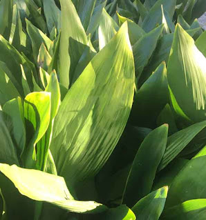 Cast-Iron Plant Aspidistra elatior