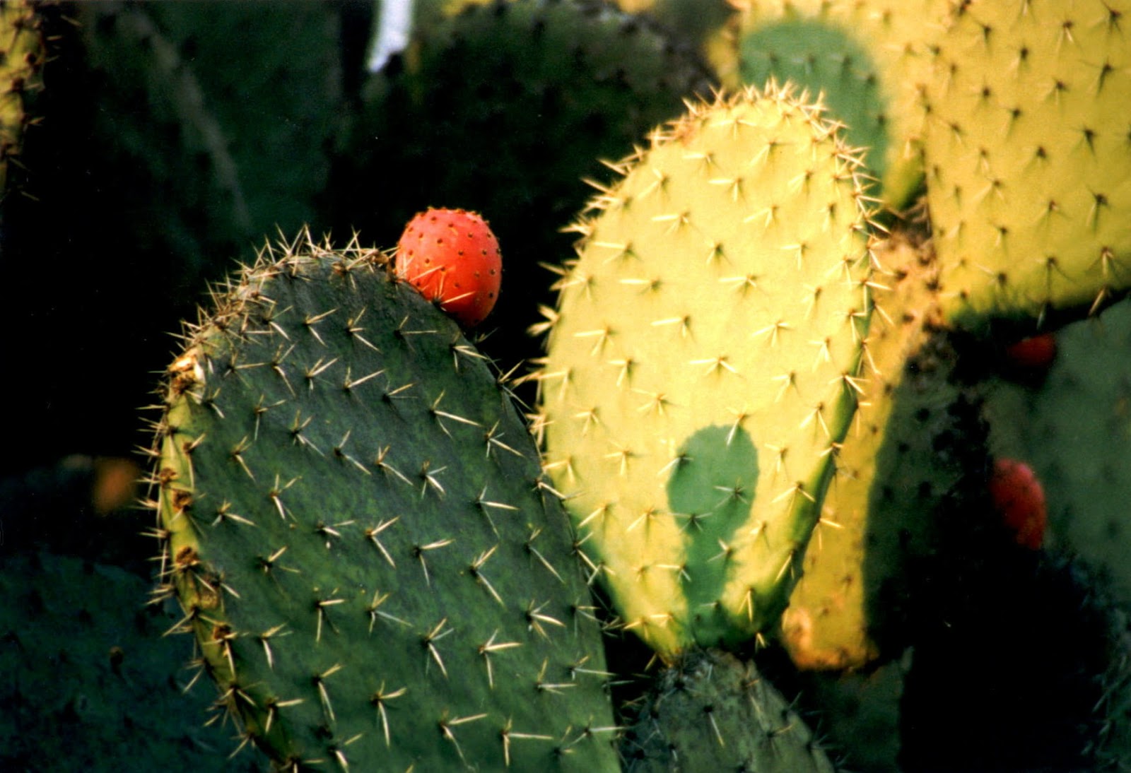 nopal cactus nopal cactus