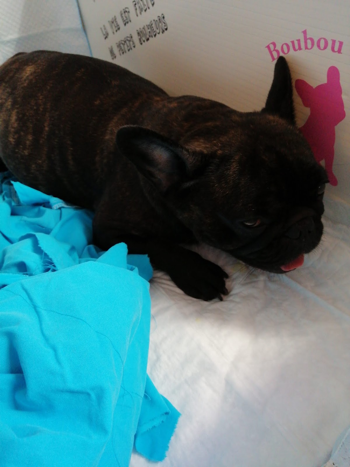 Reproduction Du Bouledogue Francais Complications Mise Bas Et Post Partum