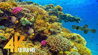 Amazing Underwater World of the Red Sea - 4K Relaxation Video with Calming Music - 3 HOUR - Part #1 Amazing Underwater World of the Red Sea - 4K Relaxation Video with Calming Music - 3 HOUR - Part #1