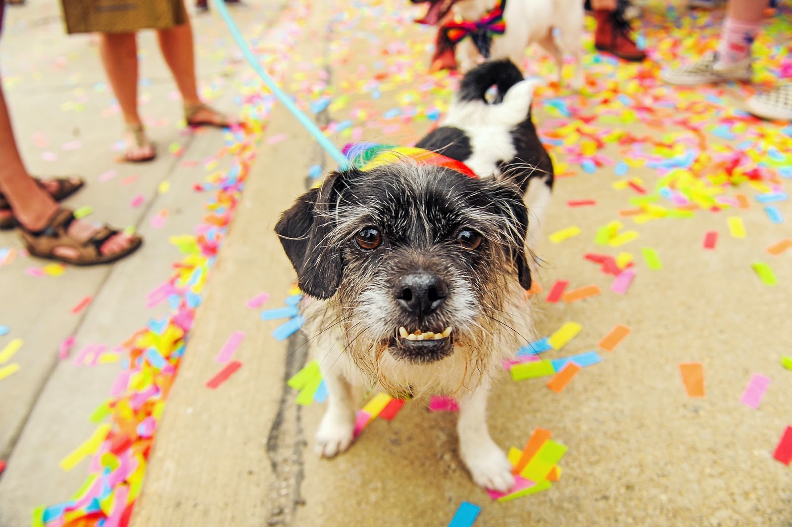 Andrew Potter Photo Blog Ferndale Pride Dog