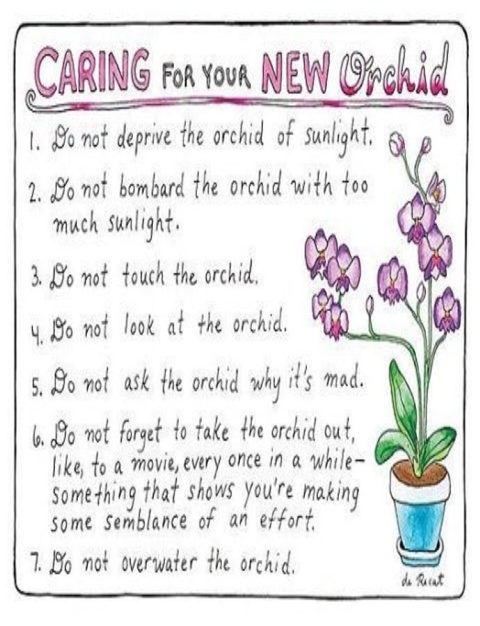 How To Care For Your Orchid?- illustration by @drawingolive-designaddictmom