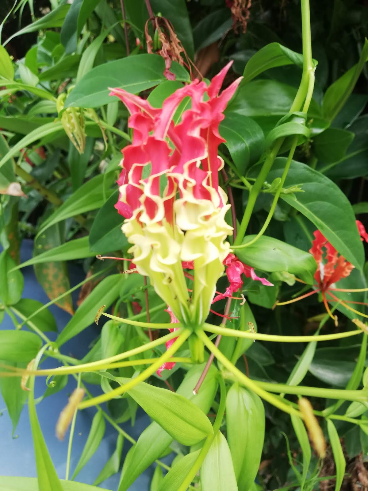 Garden Chronicles of James David How to Grow & Care Glory Lily Plant