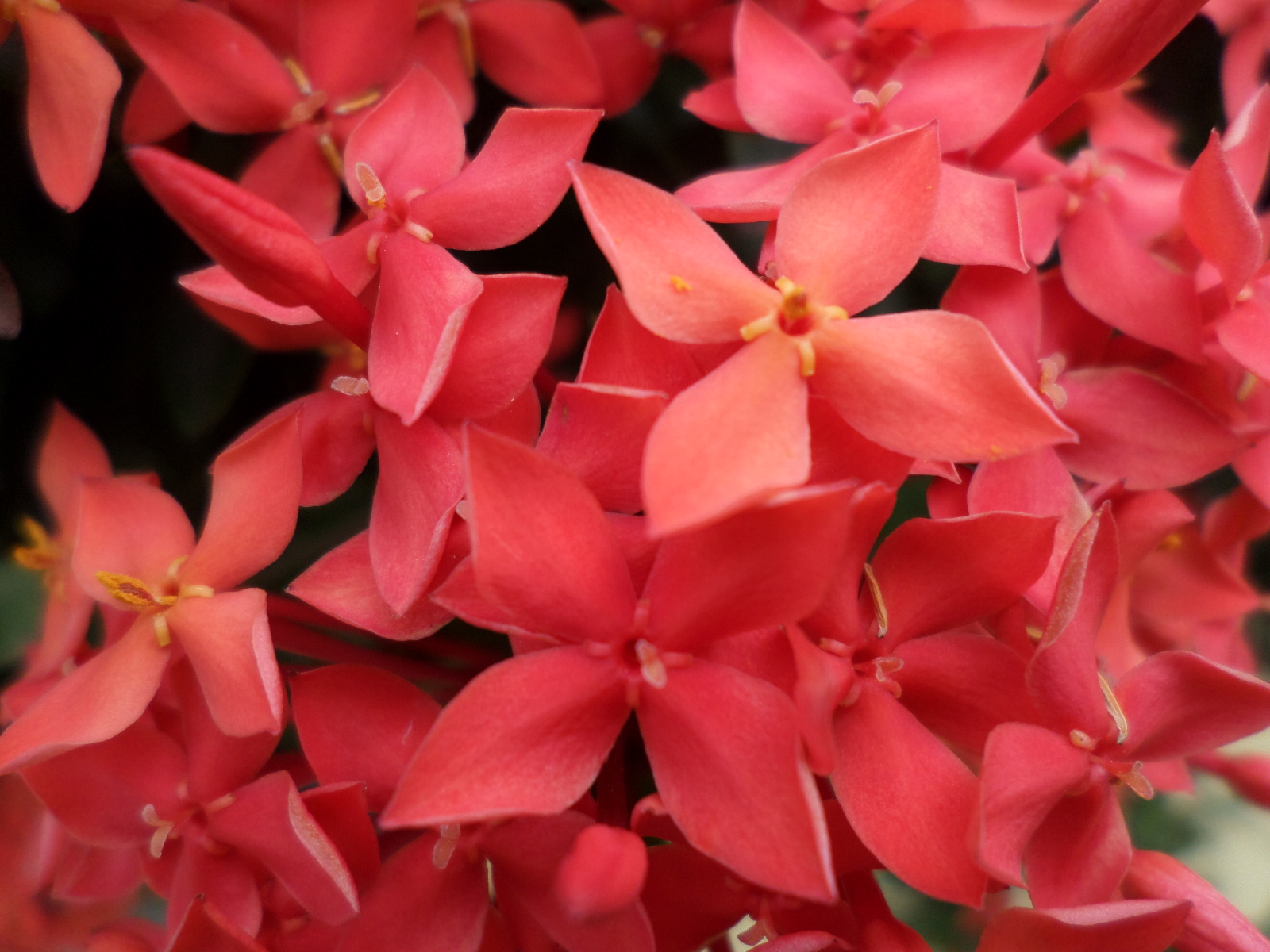 veta897 Red Santan