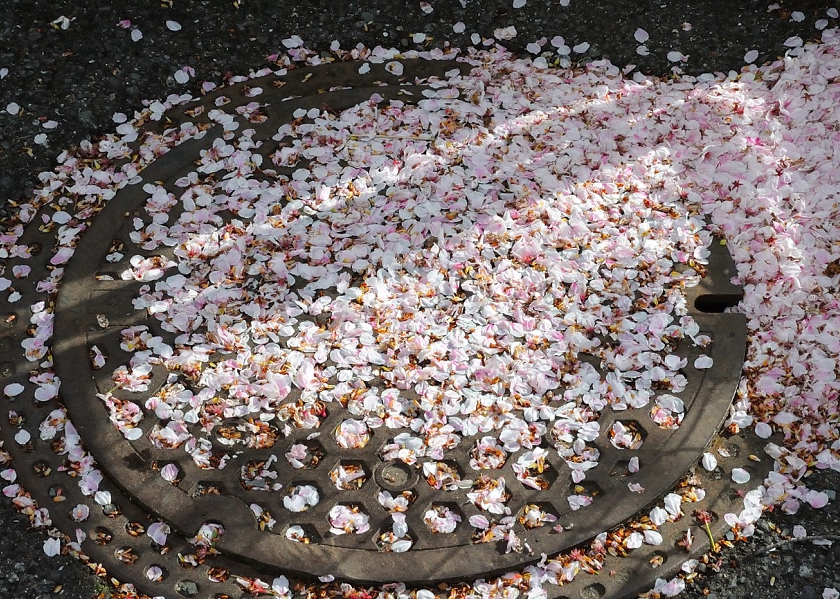 Visual Anthropology of Japan - 日本映像人類学: Sakura II: The Fallen Petals