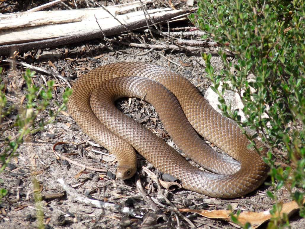 Sciency Thoughts: Queensland man dies after being bitten by Eastern Brown Snake.