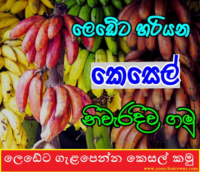 ලෙඩේට ගැළපෙන්න කෙසල් කමු (Kesel) - Your Choice Way