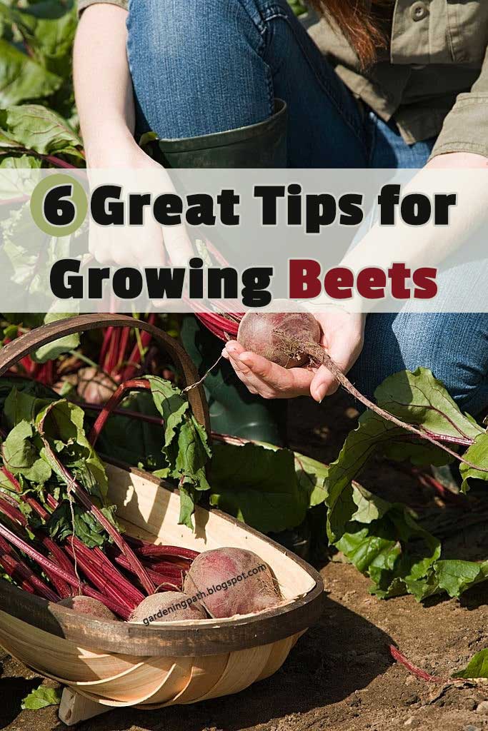 6 Great Tips for Growing Beets