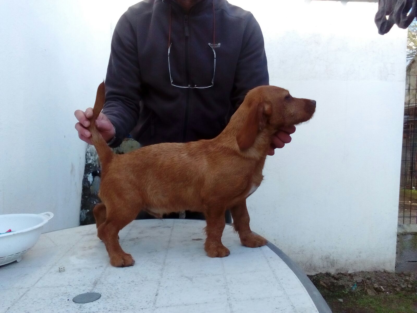 Basset leonado de Bretaña Las Dunas Javier Iglesias y sus basset leonados