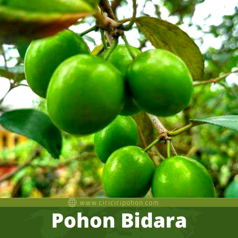 Bibit Pohon Bidara