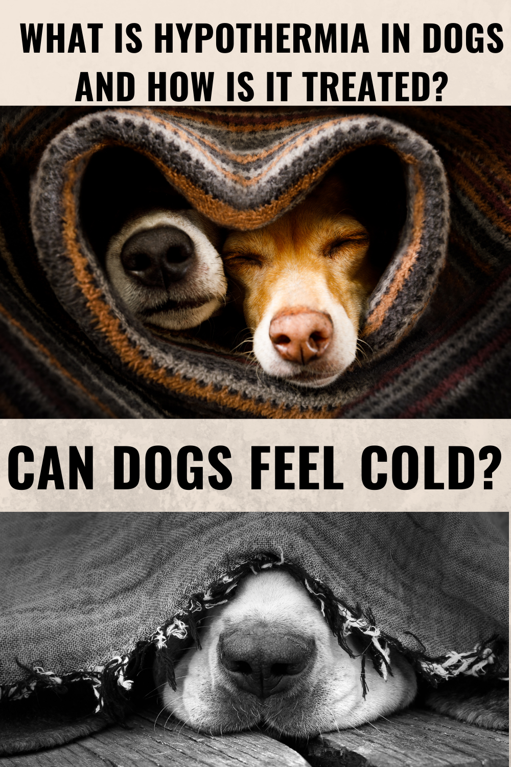 What is Hypothermia in Dogs And How Is It Treated?