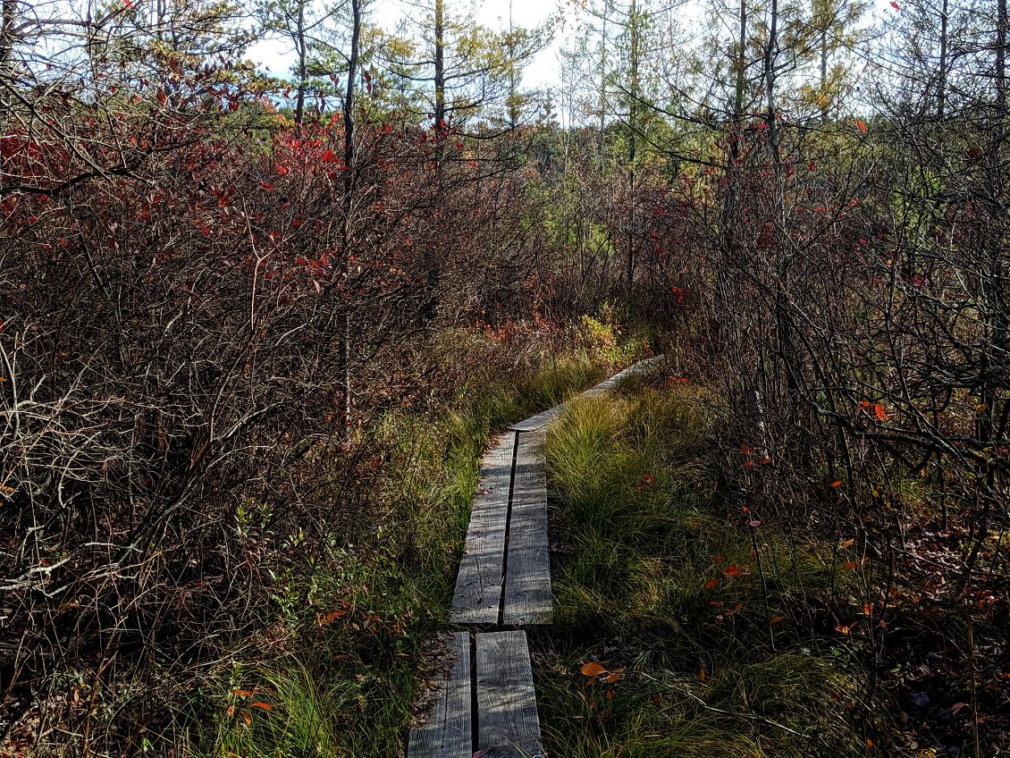 OTIS (Odd Things I've Seen) BloodRed Carnivorous Vegetables Ponemah