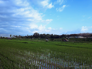Rural Rice Fields Scenery Close To The Beach At Umeanyar Village, Seririt, North Bali, Indonesia