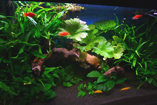 Tanaman Air Dalam Akuarium Berguna Untuk - Berbagi Tanam