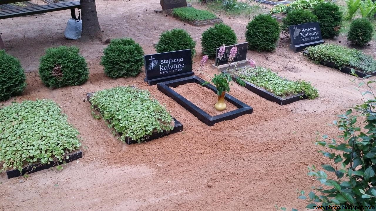 Деревья посадить на кладбище. Растения для кладбища. Низкорослые растения на могилу. Растения для кладбища неприхотливые. Цветы на могилу.