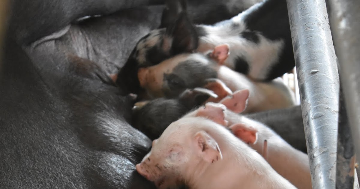 Re: [心得] 女孩們，餵母乳之前，妳想清楚了嗎? (上)