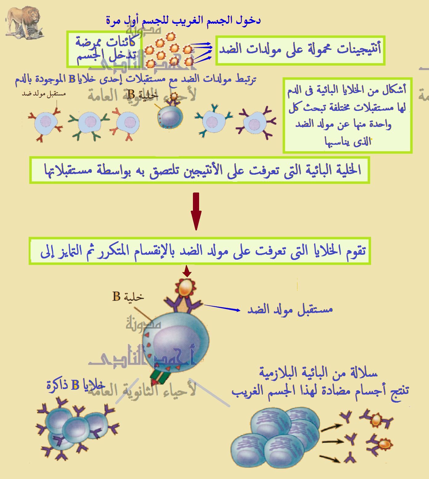 من الجسم، الإنترفيرون للقضاء الدفاع في وسائل على ينشط مرض الايدز.