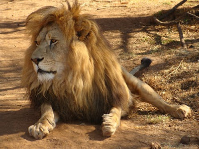 Lion Images Lion Images