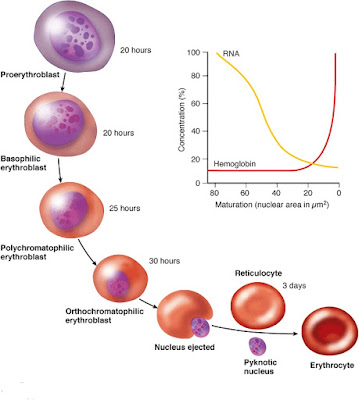blood production its membrane red cell plasma functions contains amounts bears ferritin protein spectrin some small constituents