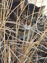 Tommy, THE Indoor/Outdoor Cat