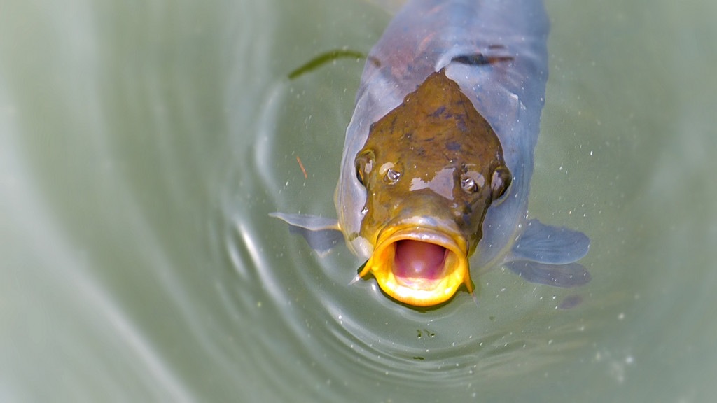 голова карпа. голова карпа. голова сазана. сазан и сом. карп чешуйчатый.