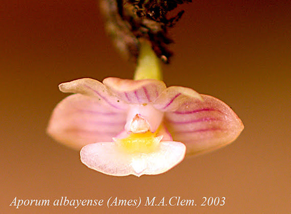 Dendrobium albayense