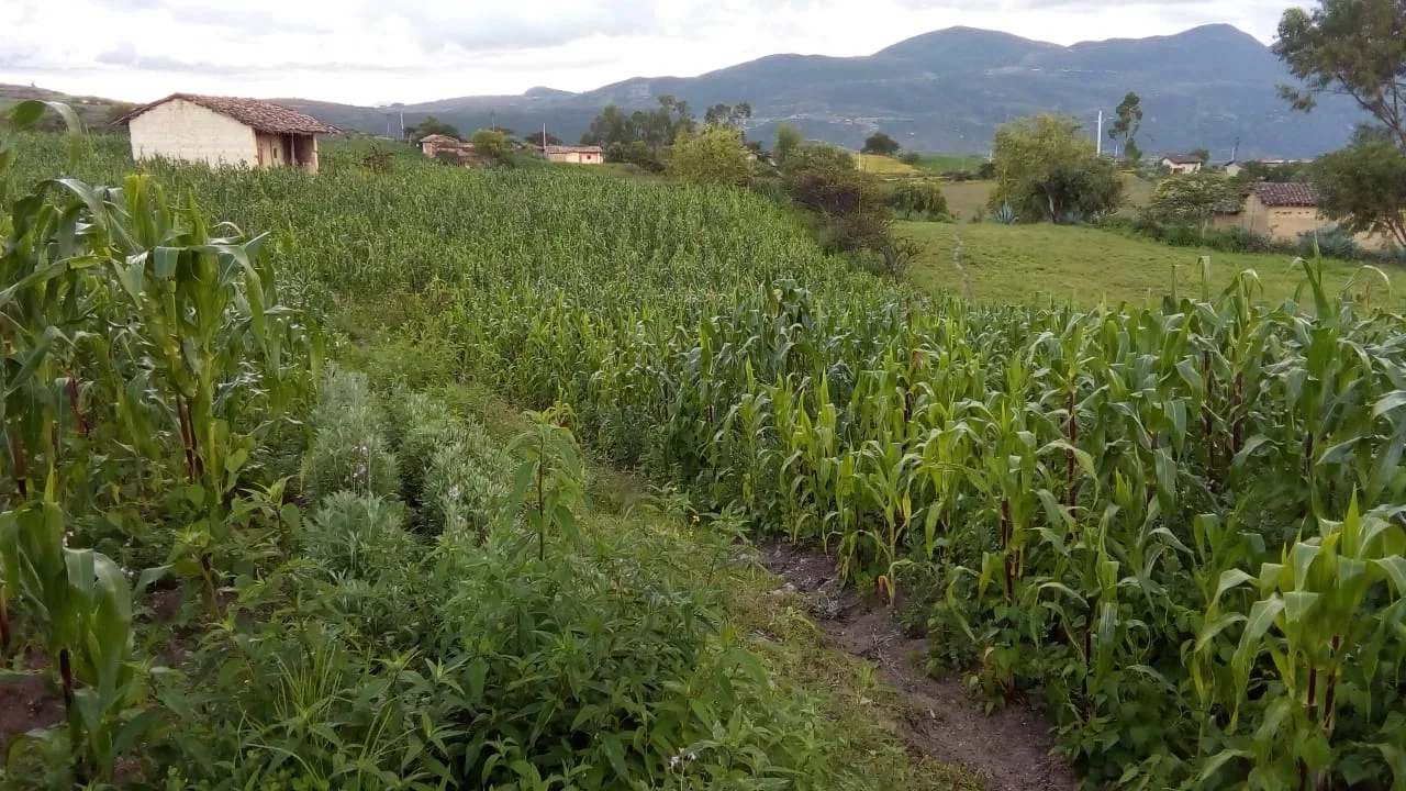 Cultivos de maíz en Vallicopampa: Foto tomada  07-02-2021