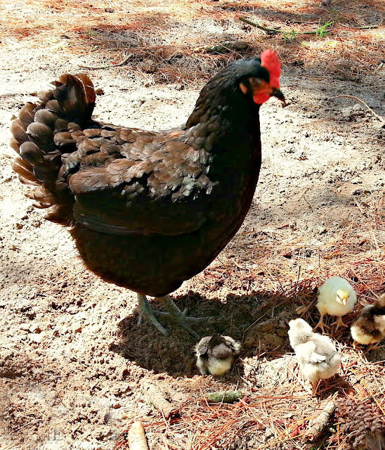 Hatching Eggs under a Broody Hen Fresh Eggs Daily® with Lisa Steele