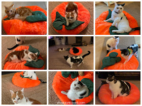 The Pumpkin Pouffe with Catnip Leaves and Kicker Stalk Creepy Crafting with Cats ©BionicBasil®Halloween Special catnip stalk WHO LOVES THE PUMPKIN