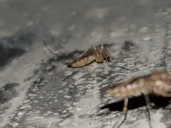 Blue Eyed Birding November 2019