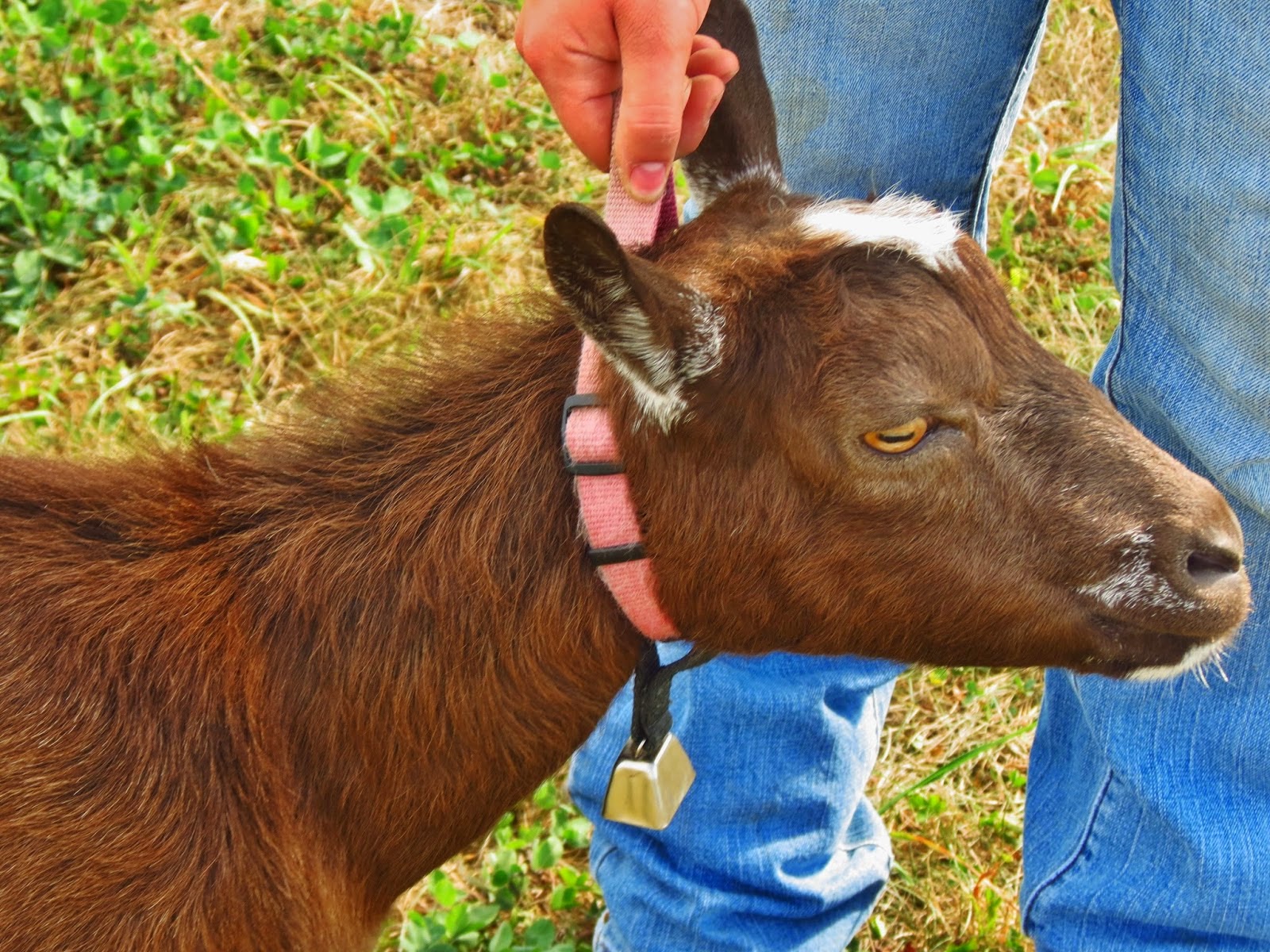 Romania Farms How to Train a Goat to Walk on a Lead