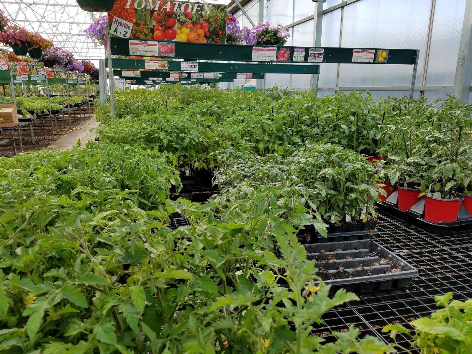 The Flower Bin Now's the Time to Plant Tomatoes and Peppers
