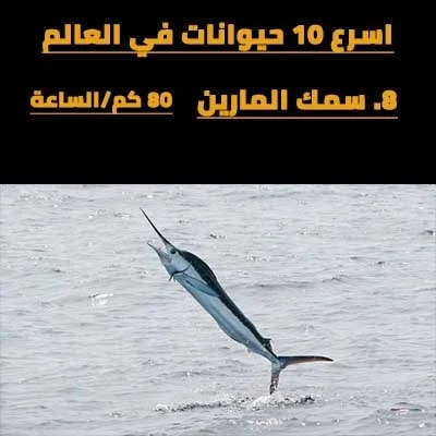 اسرع 10 حيوانات في الارض Marlin