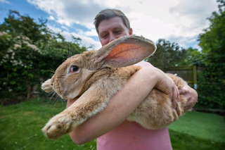 Record-Holding Giant Rabbit Stolen In UK |interesting news|