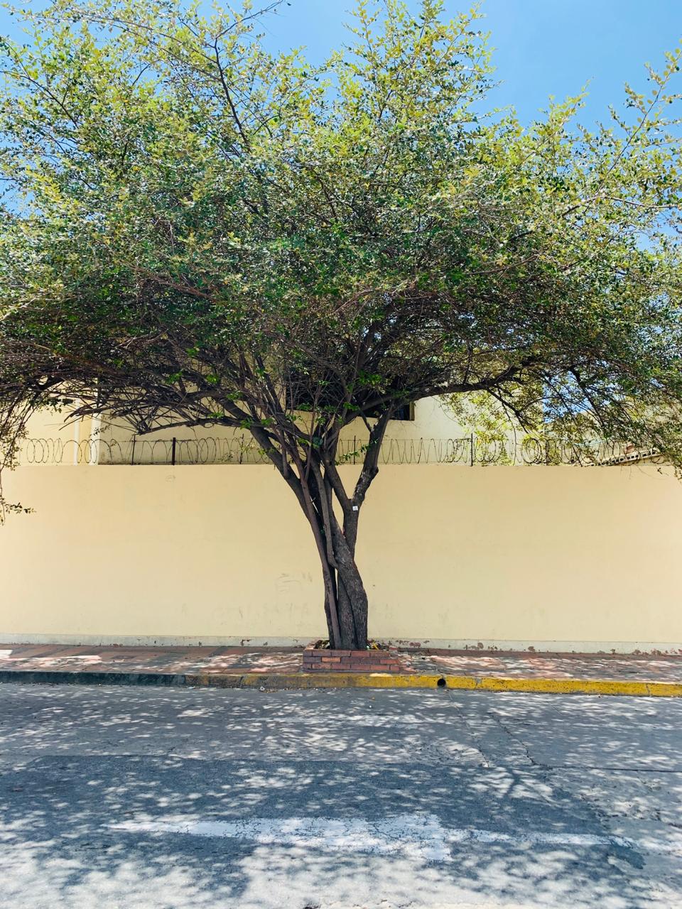 Santa Marta, sus especies vegetales : GUINDA (Ziziphus mauritiana Lam.)