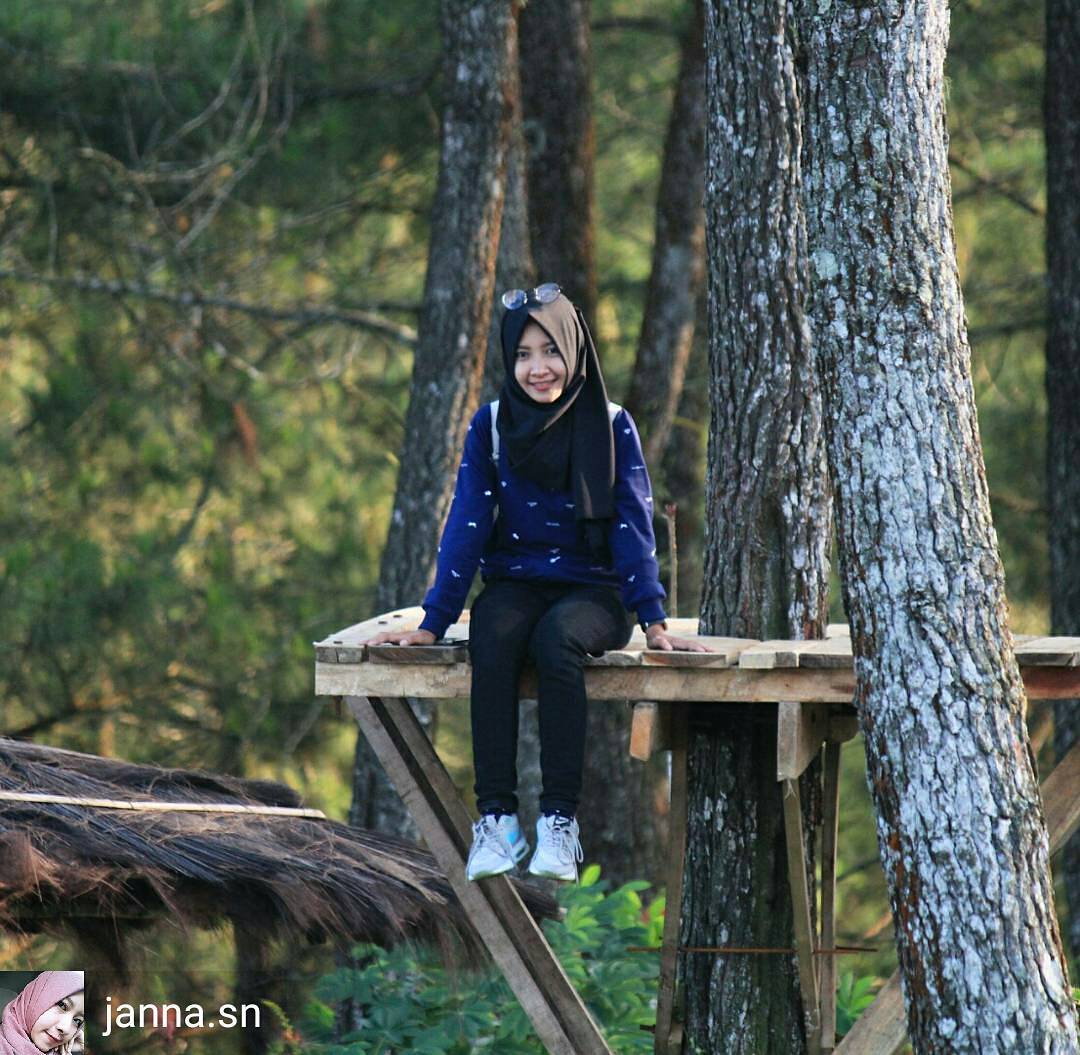 Wisata Alam Hutan Pinus Kalilo Purworejo Yang Menjadi Wisata Alam Hutan Pinus Kalilo Purworejo Yang Menjadi
